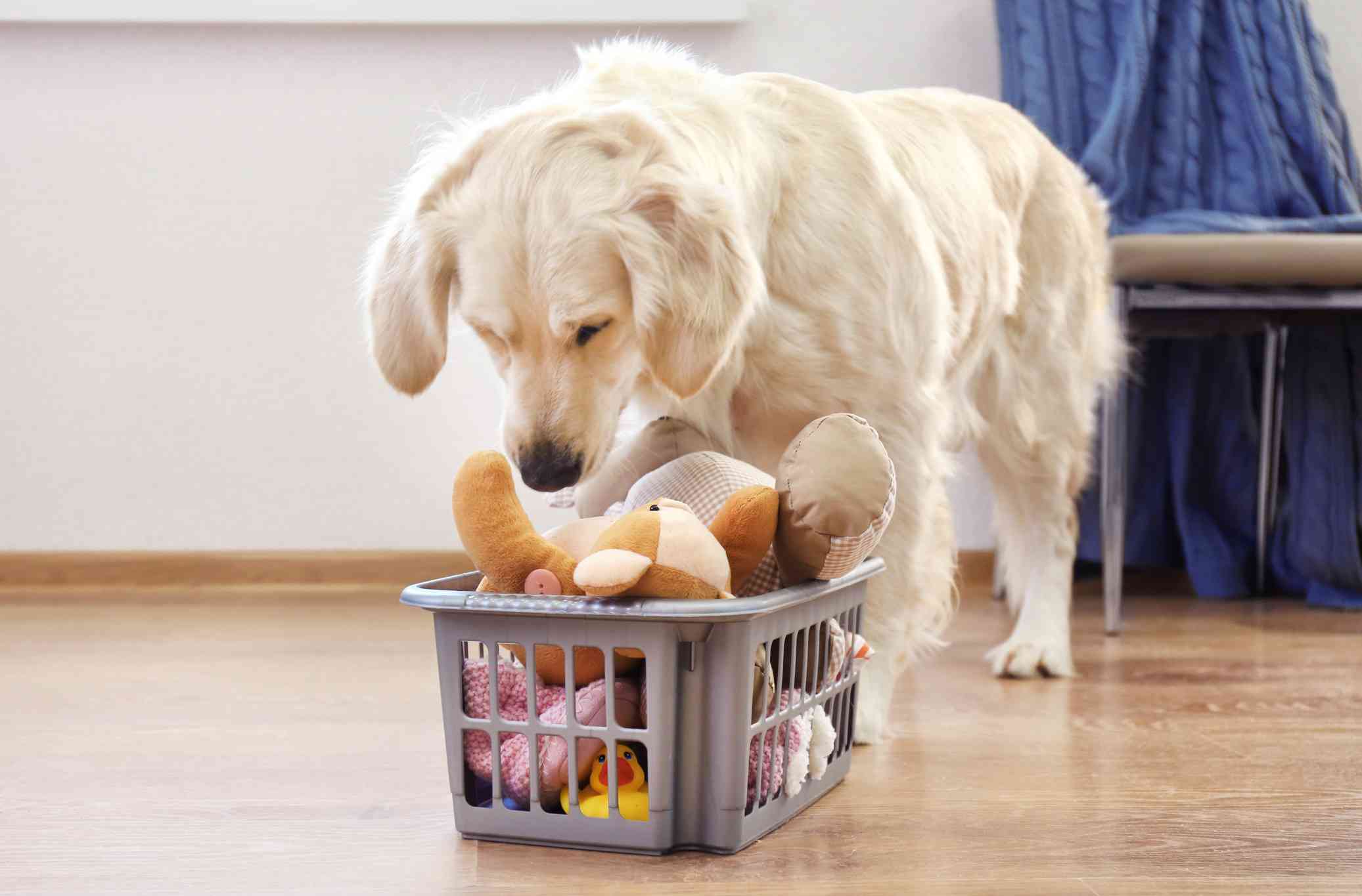 Build a new pet care package
