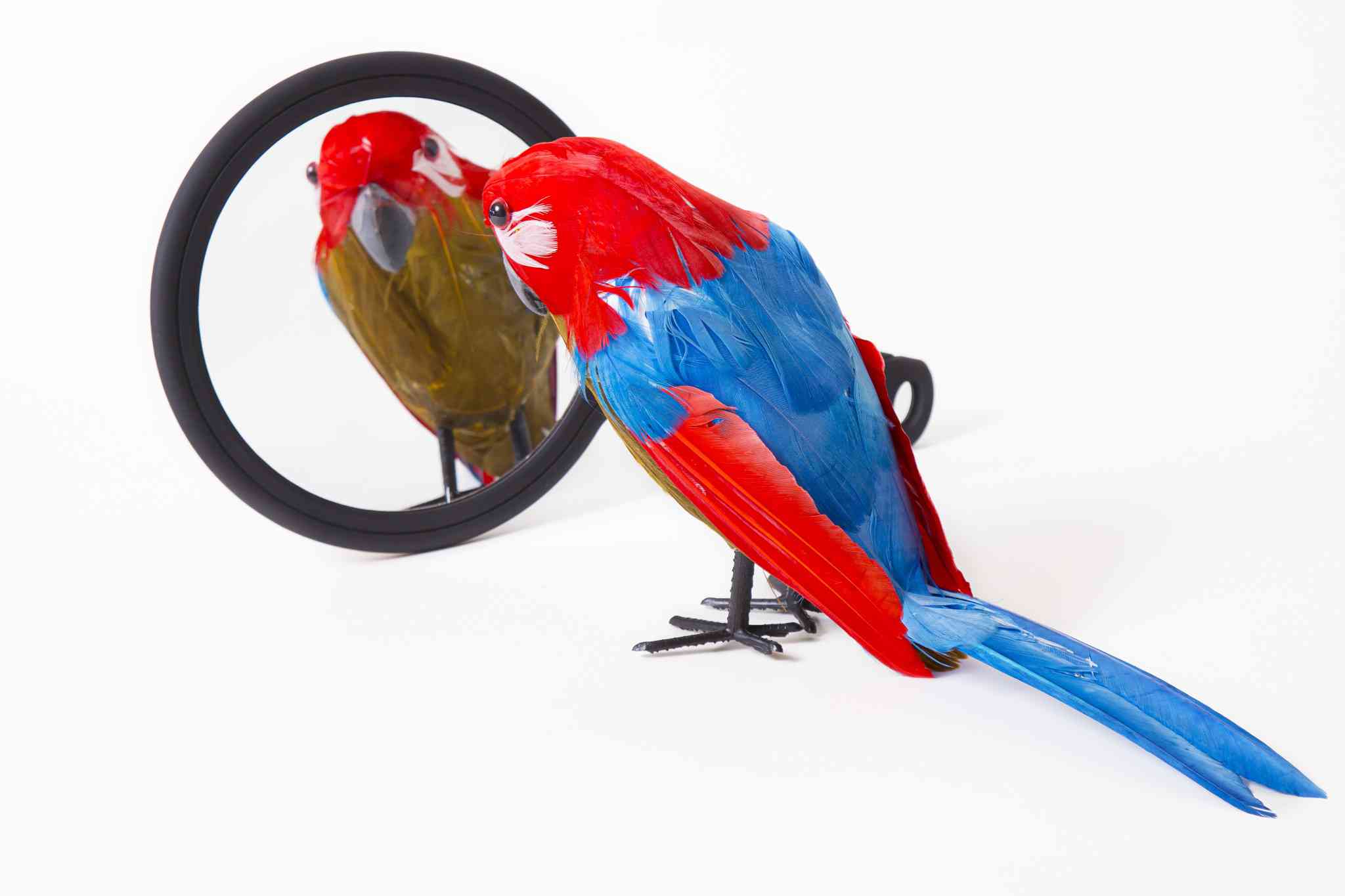 Lonely bird mirror